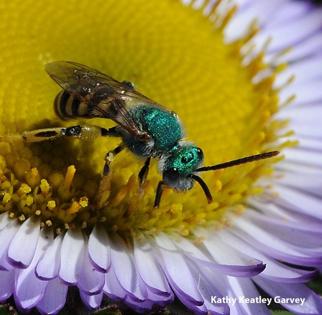 Bright metallic green bee on a purple flower with a yellow center.