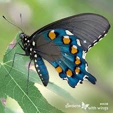 Blue, black and orange butterfly resting on a plant.