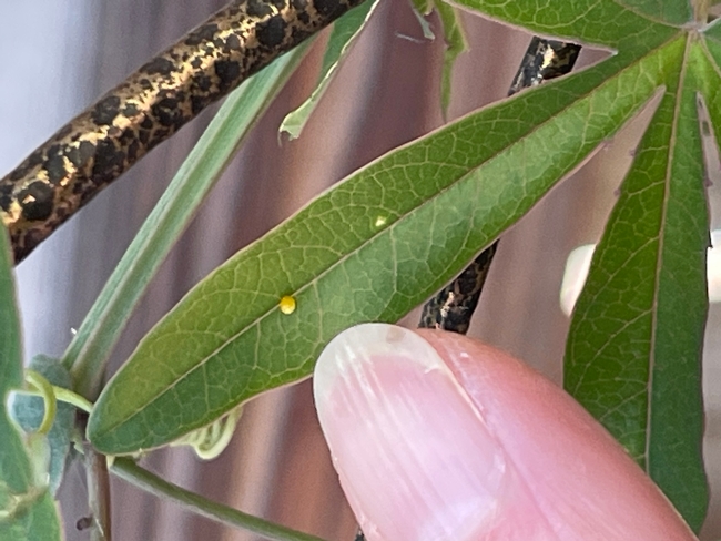 Tiny yellowish-orange egg on a green leaf.