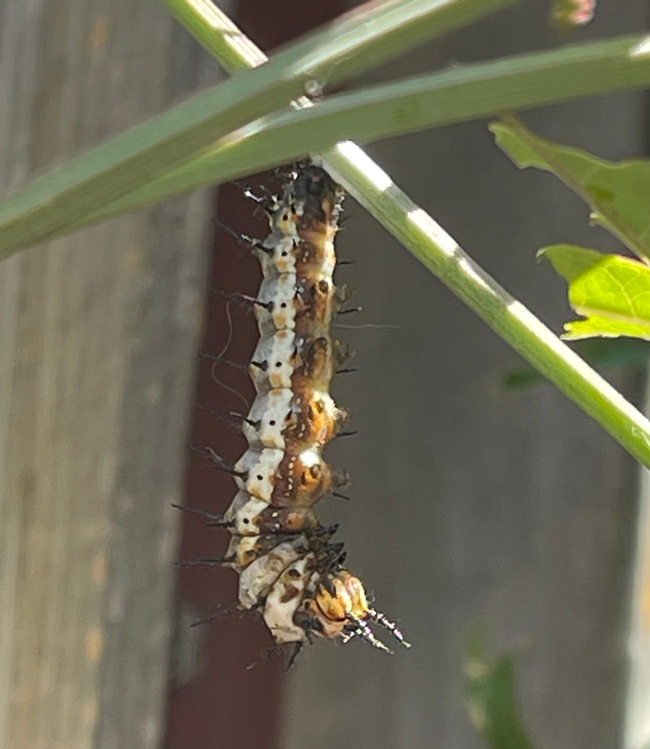 Caterpillar curled up in shape of the letter 