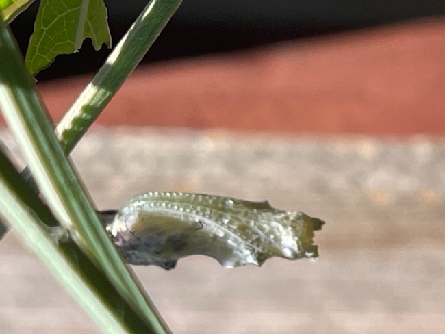 Papery thin structure containing changing caterpillar.