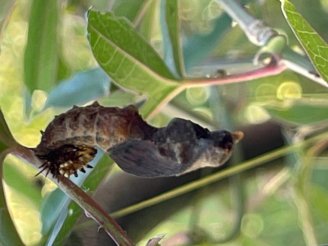 Butterfly getting ready to emerge from Chrysalis.