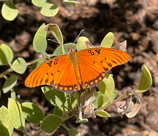 Bright orange butterfly with black and white markings.