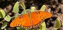 Adult gulf fritillary butterfly. for The Stanislaus Sprout Blog