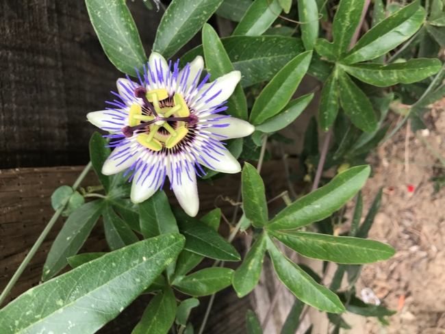 White flower with spiky purple insides.