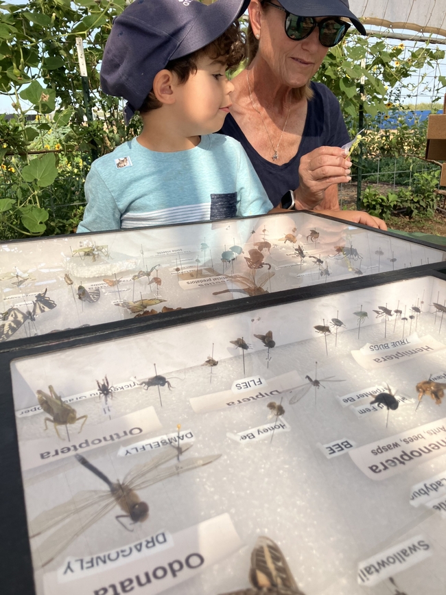 A grandmother and grandson examine a collection of bugs.