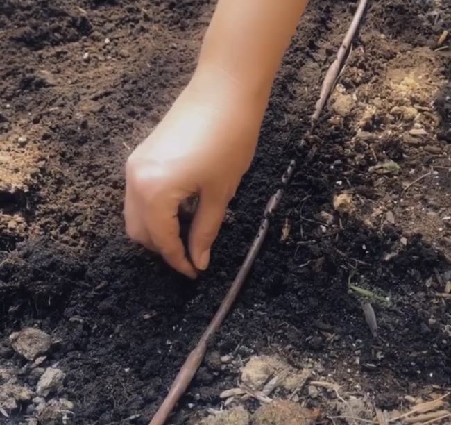 Fingers planting carrot seeds into a row.