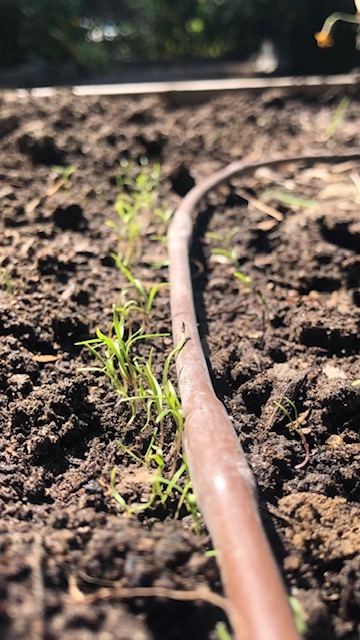 Tiny carrot sprouts in a row.