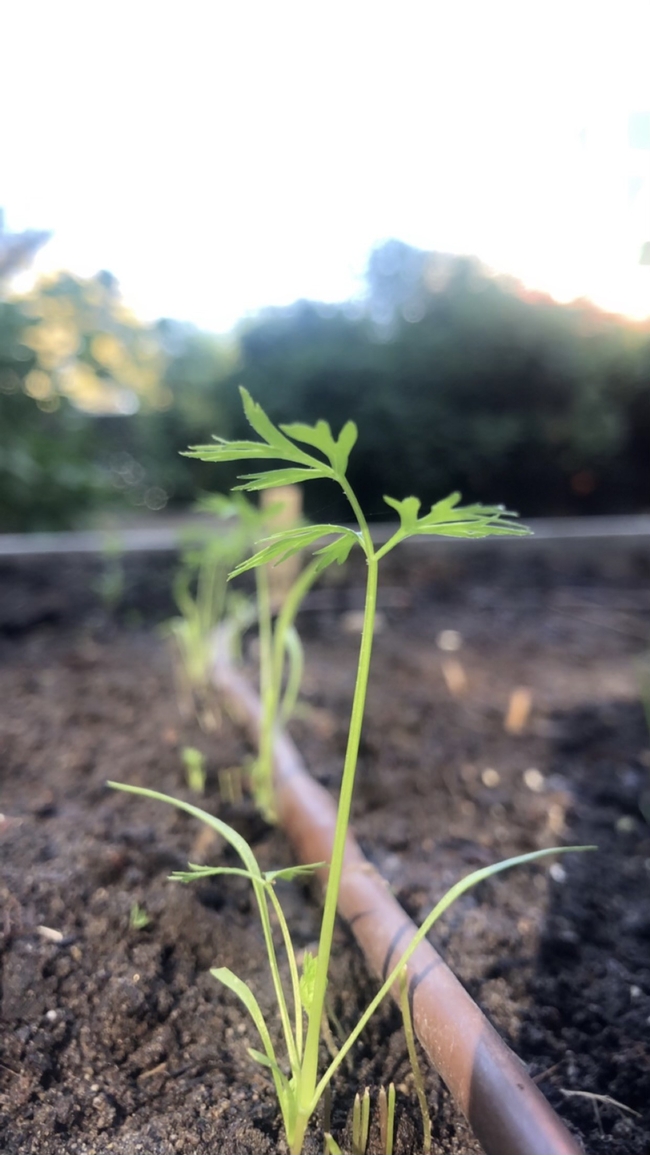 Close up of carrot seedling.