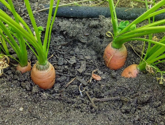 A row of carrots ready to be harvested.