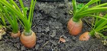 Carrot tops sticking out of the soil, Tim Long. for The Stanislaus Sprout Blog