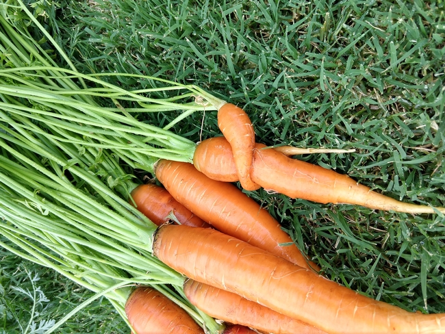 Row of harvested carrots laying on a lawn.