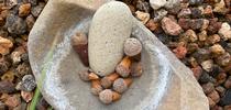 Acorns from Valley Oak tree, Denise Godbout-Avant. for The Stanislaus Sprout Blog