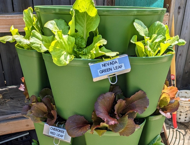 Green container holding two types of lettuce mentioned in the article.