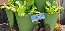 Lettuce growing in a container. for The Stanislaus Sprout Blog