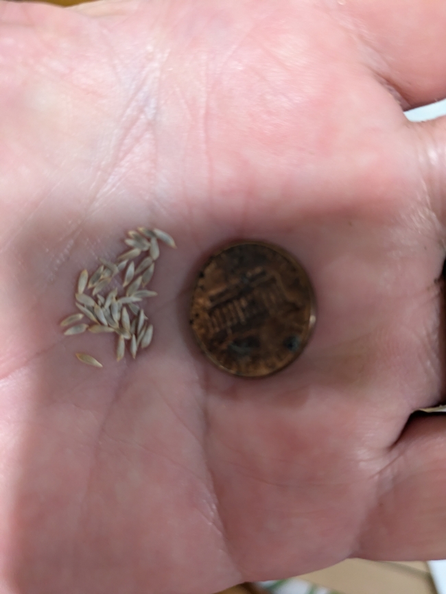 Hand showing how small lettuce seeds are next to a penny.