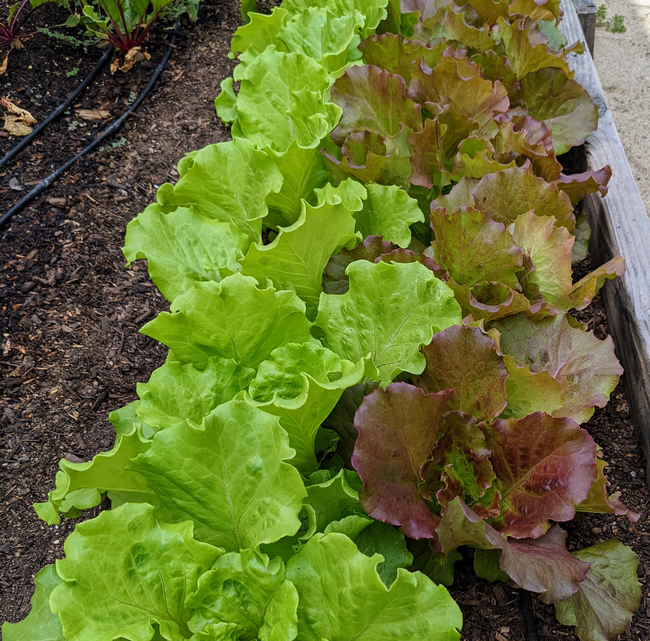 Green and red leaf lettuces growing in rows.