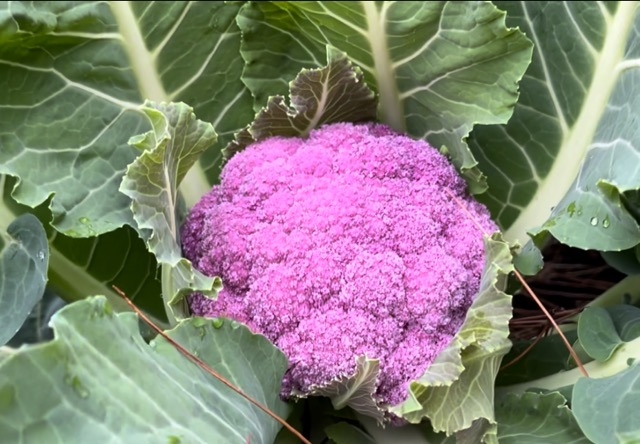 Head of purple cauliflower surrounded by dark green leaves.