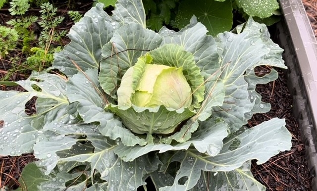 Cabbage surrounded by leaves.