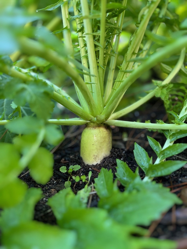 Whitish green top of daikon radish root coming up out of the soil of a garden bed.