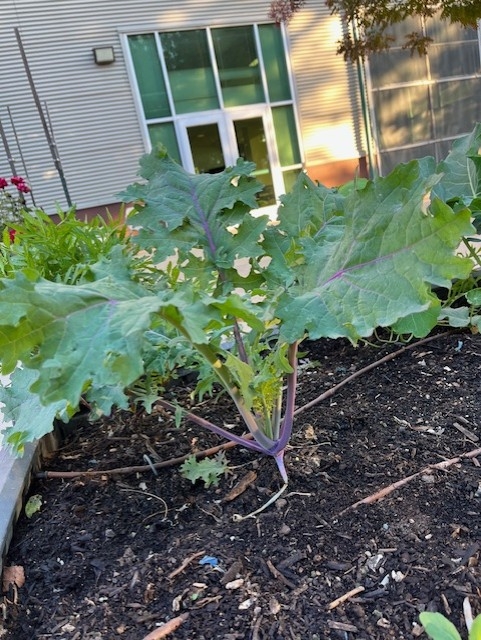 Leafy kale plant growing in a raised garden bed.