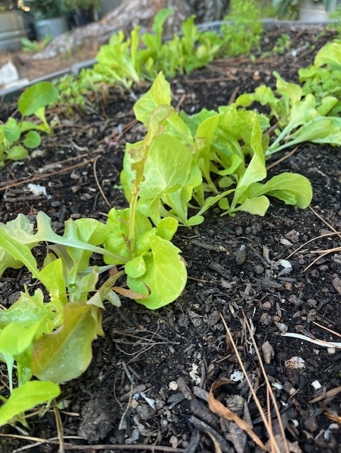 Dark red and green leafy lettuce growing in a row.