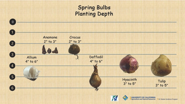 Spring flowering bulb planting depths. Alliums 4-6