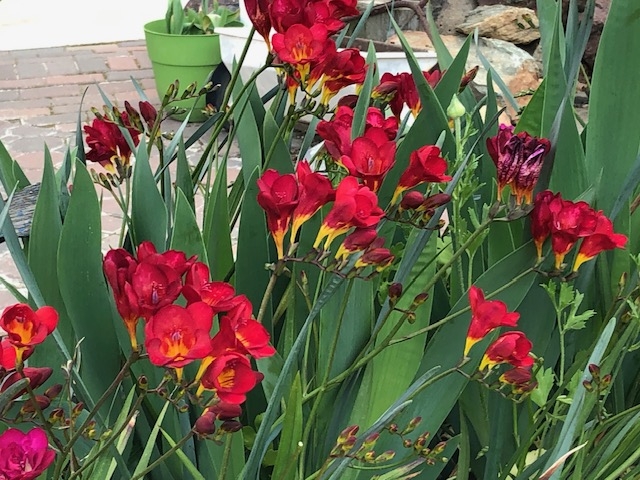 Red flowers in a garden bed.