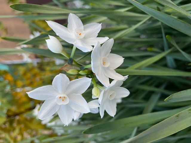 Close up of white flowers with small yellow centers.