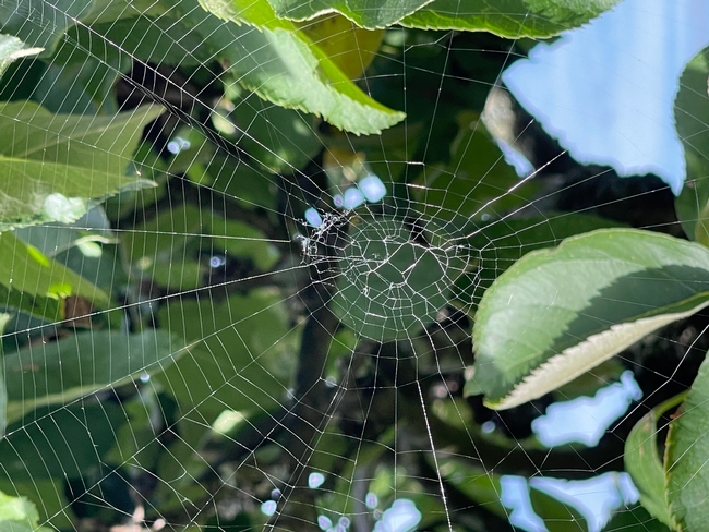 Spiraling spider web hanging from a tree.