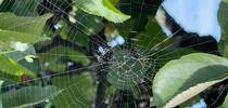 Orb weaver web, author photo. for The Stanislaus Sprout Blog