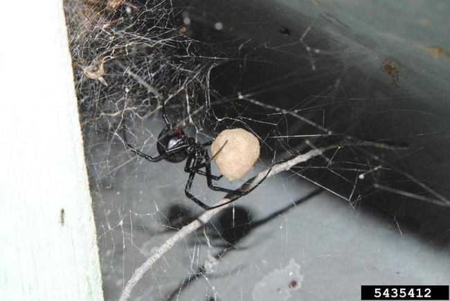 Black spider with red hourglass shape on belly with egg sac almost as big as the spider.