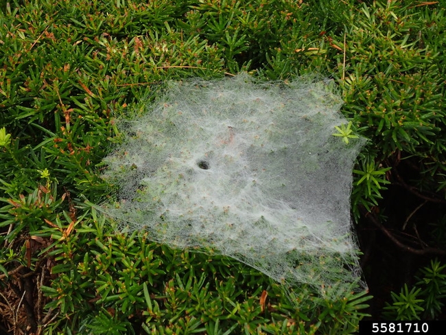 Flat white spider web across the top of a shrub that has a funnel in the middle.