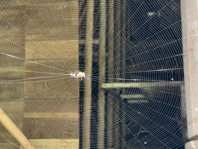 Orb weaver, author photo.