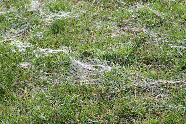 Dewy grass with spider webs.