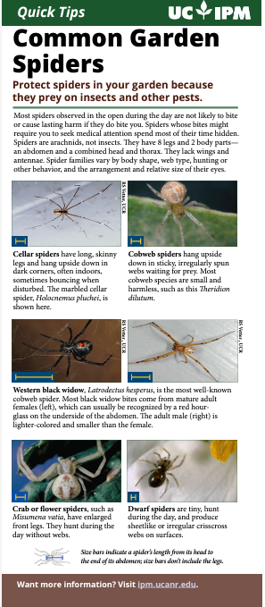 photos of common garden spiders.