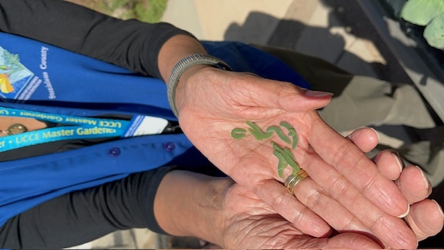 Hand holding multiple caterpillars.