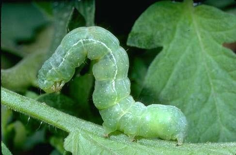 Light green caterpillar with white stripes on a leaf.