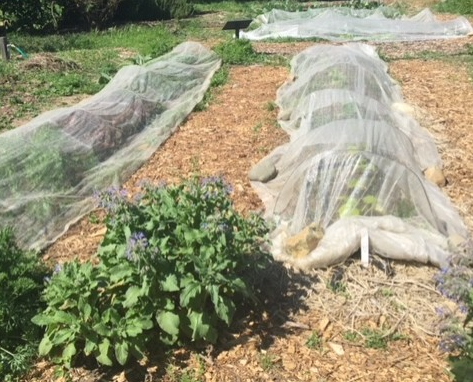 White mesh fabric covering a bed of plants.