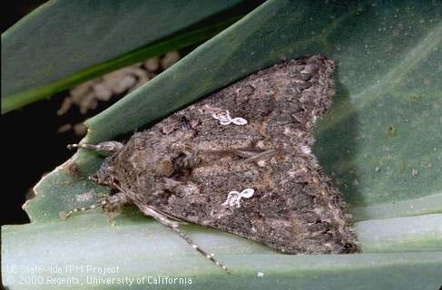 Close up of brown moth.