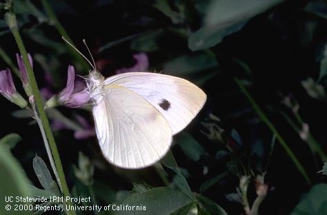 White butterfly with black dot on wings.