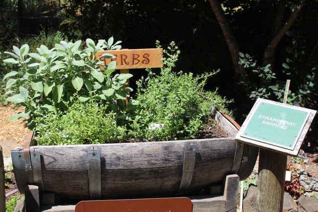 Herbs planted in a half wine barrel.