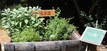 Herb planter, Heidi Aufdermaur. for The Stanislaus Sprout Blog