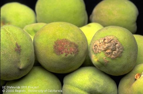 Several peaches with cork-like growth on the skin.