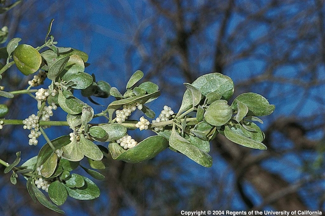 Mistletoe berries, Jack Kelly Clark.