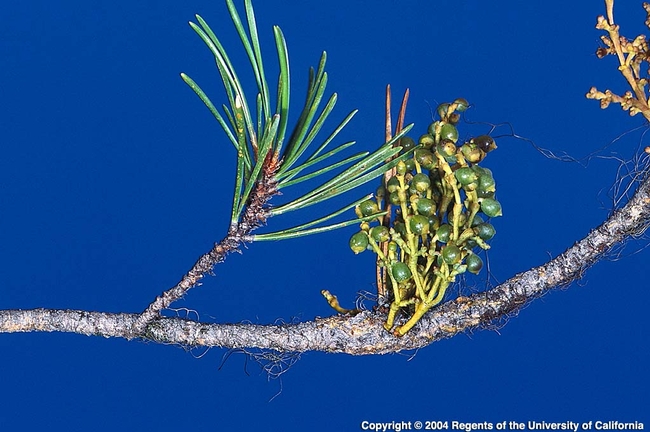 Dwarf mistletoe on pine, UC IPM.