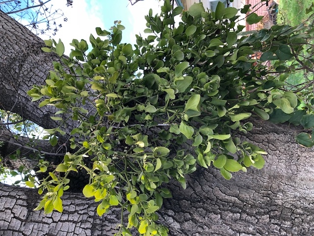 Mistletoe growing on a Raywood ash tree, Anne Schellman.