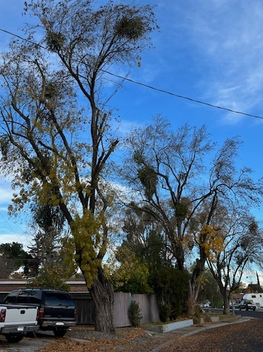 Mistletoe in trees, Anne Schellman.