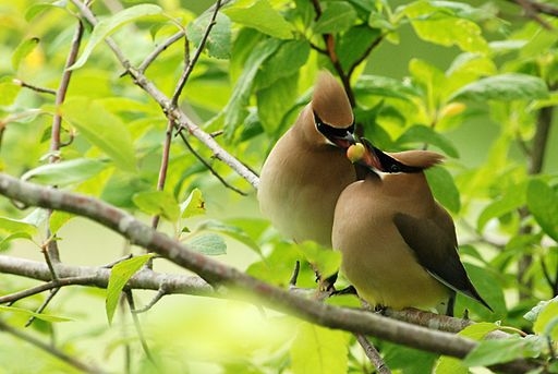 Cedar waxwing courtship, Minette Layne from Seattle, Washington, CC BY-SA 2.0 <https://creativecommons.org/licenses/by-sa/2.0>, via Wikimedia Commons