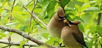 Cedar waxwing courtship, Minette Layne from Seattle, Washington, CC BY-SA 2.0 <https://creativecommons.org/licenses/by-sa/2.0>, via Wikimedia Commons for The Stanislaus Sprout Blog